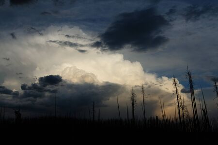 Dead Tree Trunks resulting from a forest fire backlit by the setting sun across lake Yellowstone: Yellowstone National Park, Wyoming.の写真素材