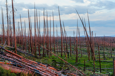Dead tree trunks along lake yellowstone reflected in the red rays of the setting sun. Yellowstone National Park, Wyoming.の写真素材