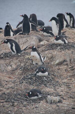 Nesting Gentoo Penguins struggling for survival at Cuverville Island, off the Coast of the Antarctic Peninsula.の写真素材