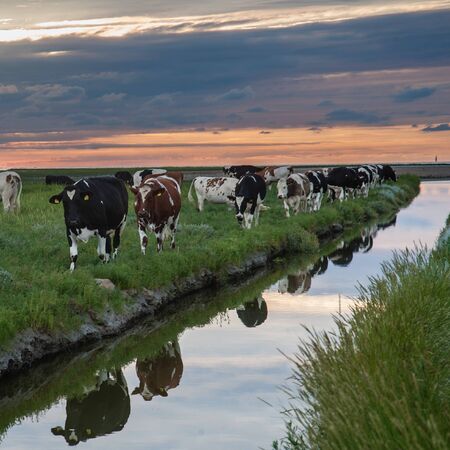 Cattle of cows walking a along a water-filled trench on the frysian mud flats known as it Noarderleech during sunset.の写真素材