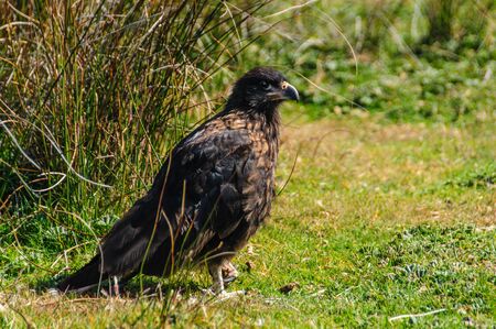 An exceptionally rare bird that only breeds on the remote outer islands of the Falklands, the Striated Caracara is also locally known as the Johny Rook. Westpoint Islands, Falklandsの写真素材