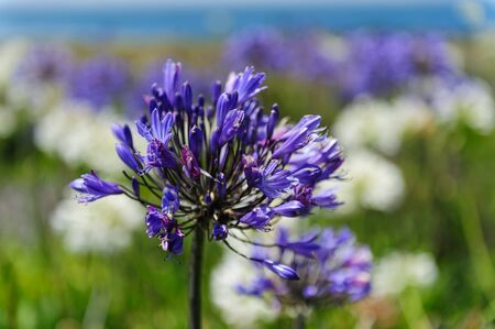 A field of Ithuriels spear, Triteleia laxa, in bloom in mid summer on the central California Coastの写真素材