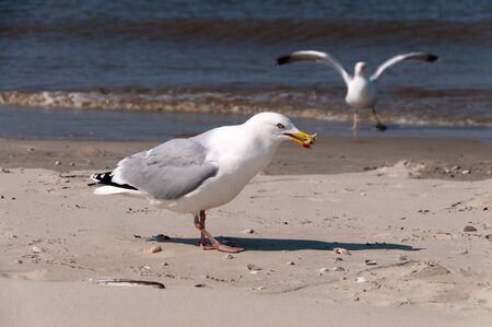 A seagull sitting on the beach on the Northern Geman Island of Borkumの写真素材