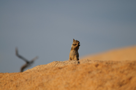 A white-Tailed Antelope Squirrel,Ammospermophilus leucurus, sitting on a rock during the Golden Hour...