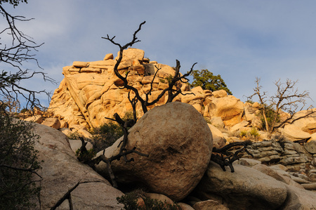 Joshua Tree National Park, near Hidden Valley Campground, in the Evening Lightの写真素材