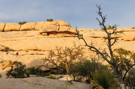 Joshua Tree National Park, near Hidden Valley Campground, in the Evening Lightの写真素材
