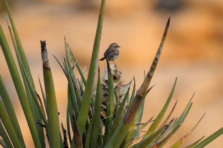 A Black Throuted Sparrow sitting on a tree in Joshua Tree National Parkの写真素材