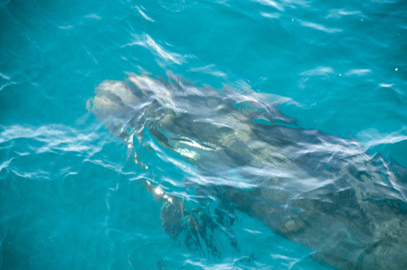 Encounter with long-finned pilot whales, enroute between the Ushuaia and the Falkland Islands.