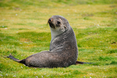 Fur Seal on the Salisbury Plains area of South Georgia.の写真素材