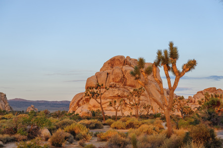 The rising sun breaking trough a thin layer of clouds in Joshua Tree National Parkの写真素材