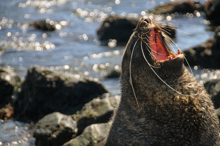 A Fur seal at Godthul, South Georgia,  showing its teethの写真素材