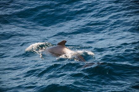 Encounter with long-finned pilot whales, enroute between the Ushuaia and the Falkland Islands.の写真素材