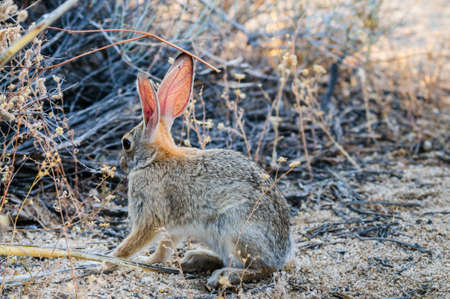 A Desert Cottontail Rabbit in Joshua Tree National Park during Golden Hour.の写真素材