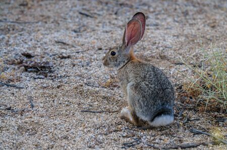 A Desert Cottontail Rabbit in Joshua Tree National Park during Golden Hour.の写真素材