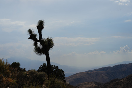 An Isolated Tree at the Overlook of the San Barnardino Mountains from the Key Views area in Joshua Tree National Parkの写真素材