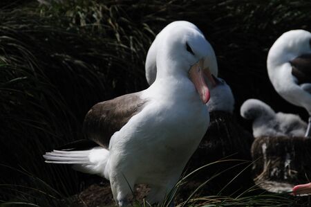 Black-Browed Albatross on their breeding colony on Westpoint Island, the Falklands.の写真素材