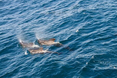 Encounter with long-finned pilot whales, enroute between the Ushuaia and the Falkland Islands.の写真素材