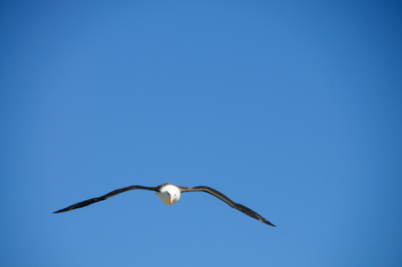 Black-Browed Albatross on their breeding colony on Westpoint Island, the Falklands.の写真素材