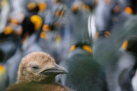 Impression of the wild abundance of King Penguins at Salisbury Plains, South Georgia. Salisbury plains is home to one of the largest King Penguin Rookeries, or Colonies, in the Worldの写真素材