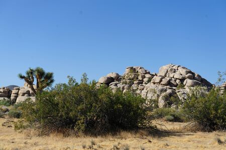 Landscape in Joshua Tree National park higlighting the rock formations and yuccasの写真素材
