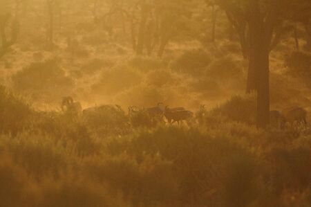 Bighorn sheep grazing in the early morning light in Joshua Tree National Park.の写真素材
