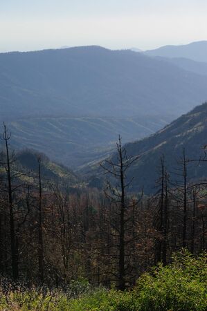 A group of pine trees along the General's Highway in Seqoia National Parkの写真素材