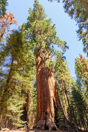 Two tourists being dwarfed by a giant sequoia Tree in the General Sherman grove in Sequoia National Park, California, USA.の写真素材