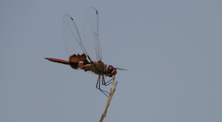 A red-mantled saddlebad dragonfly sitting on a tree branch in Johua Tree National Parkの写真素材