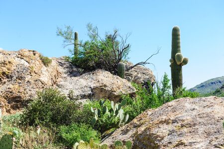 A Giant Saguaro, one of the largest cacti in the World, in Saguaro National Park, near Tucson Arizonaの写真素材