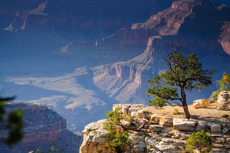 A tree on the southern rim of the Grand Canyon.の写真素材