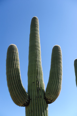 A Giant Saguaro, one of the largest cacti in the World, in Saguaro National Park, near Tucson Arizonaの写真素材