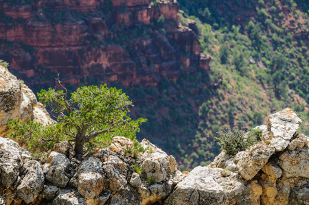A tree on the southern rim of the Grand Canyon.の写真素材