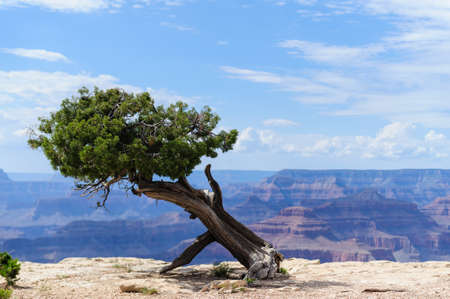 A tree on the southern rim of the Grand Canyon.の写真素材