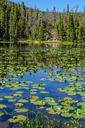 Water lillies in Nymph lake on a summers afternoon in Rocky Mountain National Park, Colorado.の写真素材