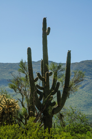 A Giant Saguaro, one of the largest cacti in the World, in Saguaro National Park, near Tucson Arizonaの写真素材