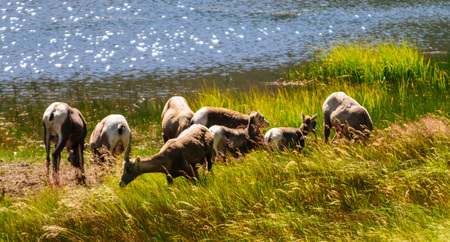 Big horn sheep grazing near the edge of a lake in Rocky Mountain National Park in Colorado.の写真素材