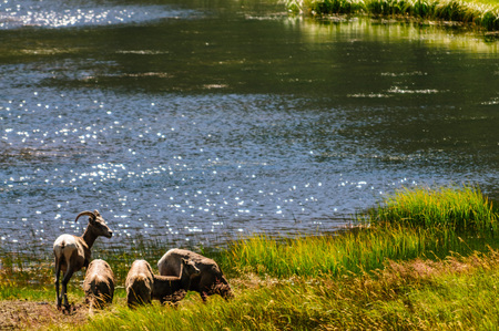 Big horn sheep grazing near the edge of a lake in Rocky Mountain National Park in Colorado.の写真素材