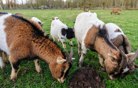 A group of small Goats grazing in a field on a February Winter afternoon in the Flemish Ardennes in Belgium.の写真素材