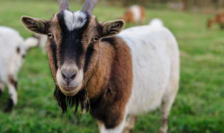 Close-up of a goat grazing in a field on a February Winter afternoon in the Flemish Ardennes in Belgium.の写真素材