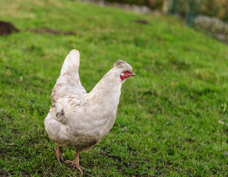 A Chicken walking freely in a field of grass in the Flemish Country sideの写真素材