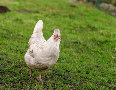 A Chicken walking freely in a field of grass in the Flemish Country sideの写真素材