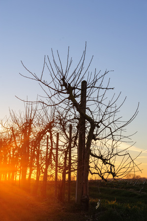 A line of apple trees shot against the setting sun, on a late winter afternoon in east-flanders.の写真素材