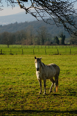 A horse grazing in a field in southern france, in the Savoy Area. Image from a clear sunny winter afternoon.の写真素材