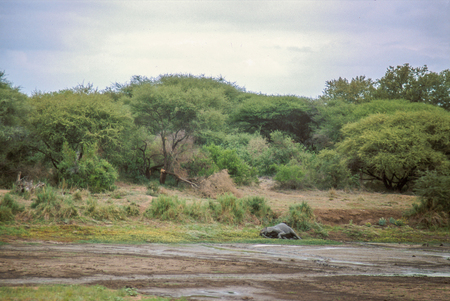 African Elephant laying on its side, resting, in Kruger National Park, South Africa.の写真素材