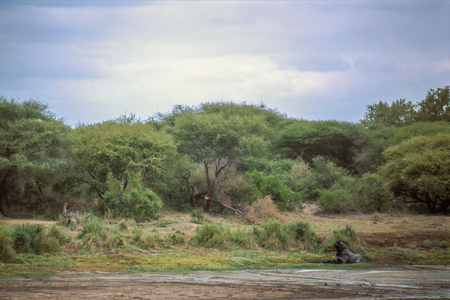 African Elephant getting up from its resting position, in Kruger National Park, South Africa.の写真素材