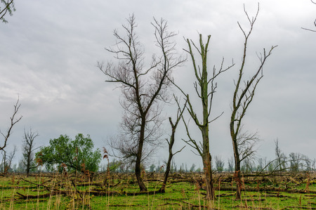 Fallen trees, overgrown by Mosses, against an Overcast sky, in the Dutch Nature reserve Oostvaardersplassen.の写真素材