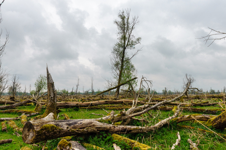 Fallen trees, overgrown by Mosses, against an Overcast sky, in the Dutch Nature reserve Oostvaardersplassen.の写真素材