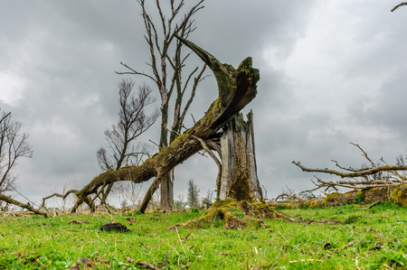 Fallen trees, overgrown by Mosses, against an Overcast sky, in the Dutch Nature reserve Oostvaardersplassen.の写真素材