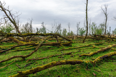 Fallen trees, overgrown by Mosses, against an Overcast sky, in the Dutch Nature reserve...