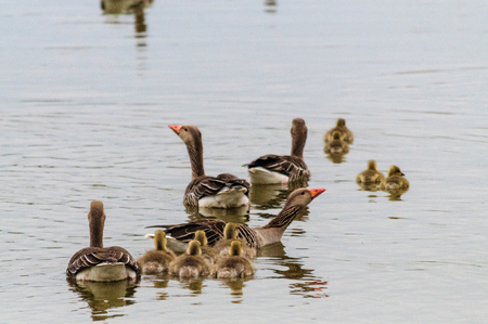 A group of Geese and young Goslings in the Nature reserver Oostvaardersplassen, in the Netherlands on a Spring afternoon.の写真素材